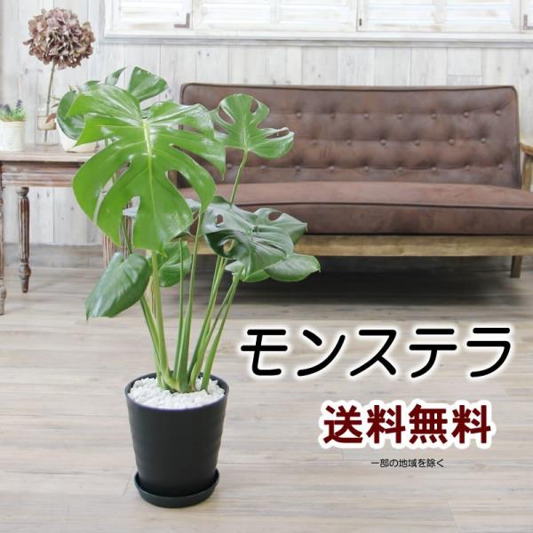モンステラ 大きな葉 約50cm モンステラ 大きな葉はアジアンで人気 送料無料 6号 観葉植物