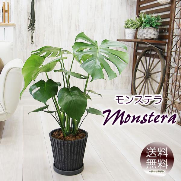 モンステラ アンティーク樹脂製鉢 大きな葉で人気 観葉植物 プレゼント