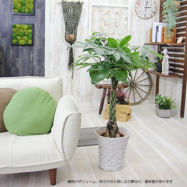�p�L�� 7�� ���J�o�[�t ���^�̖� ������ �������� �ϗt�A�� �v���[���g �M�t�g �V�z�j�� �J�X�j�� �J���j�� �J�@�j�� ���z���j�� ���i�摜4