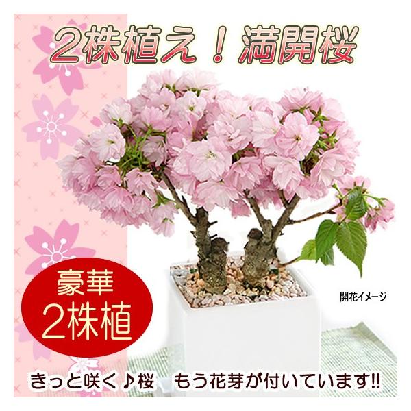 お家でお気軽お花見♪3月終り頃つぼみからほのかなピンク色の花姿が顔をだしこぼれおちそうな花が無数に咲きます。八重咲きの旭山桜は満開になるととても華やかに咲きます。旭山はあまり大きくならず鉢植えや盆栽に適した品種です。【商品サイズ：目安】：全...
