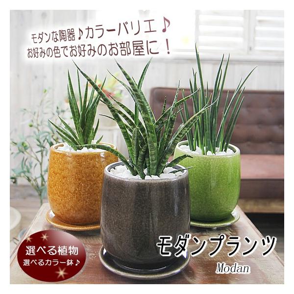 送料無料 お部屋に合わせて選べる観葉植物 選べるモダンカラー陶器鉢 サンスベリア バキュラリス ミカド ファーンウッド フランシシー ギフト プレゼント Buyee Buyee 提供一站式最全面最專業現地yahoo Japan拍賣代bid代拍代購服務 Bot Online