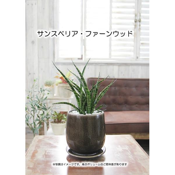 送料無料 お部屋に合わせて選べる観葉植物 選べるモダンカラー陶器鉢 サンスベリア バキュラリス ミカド ファーンウッド フランシシー ギフト プレゼント Buyee Buyee Japanese Proxy Service Buy From Japan Bot Online