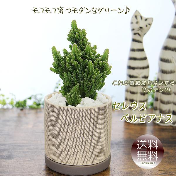 モコモコ育つ セレウスペルヴィアヌス サボテン アミ模様丸陶器鉢 多肉
