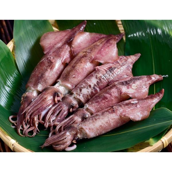 ヤリイカ 子持ちヤリイカ ボイル 青森県産 500g 5 8尾 やりいか いか イカ 烏賊 おつまみ ご飯のお供 おかず お土産 冷蔵 送料無料 Www Arilab Com Tr Index Php