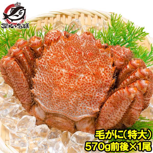 浜茹でメガ毛がに姿×1尾 平均570g前後 ボリュームたっぷり身もミソもぎっしり【かに カニ 蟹 毛蟹 毛ガニ 毛がに】【業務用 レシピ 料理 築地市場】【商品名】毛蟹【内容量】冷凍総重量 平均570g前後【原産地】北海道産【賞味期限】1ヶ...