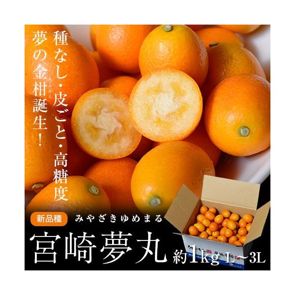 夢の種なし金柑 『宮崎夢丸(みやざきゆめまる)』 約1kg L〜3L 夢の種なし金柑 『宮崎夢丸(みやざきゆめまる)』 約1kg L〜3L