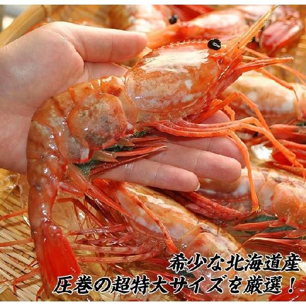 北海道産 超特大 牡丹海老 ボタンエビ 約500g 4 6尾入 送料無料 冷凍 Sea Www Yoradio Com