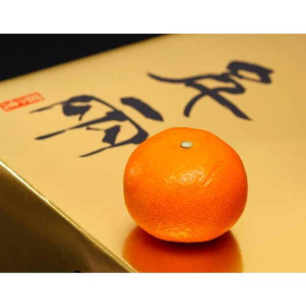 ̊ۂ݂ S[h痼@QY G S`LTCY 5kg ϔ ܍ 퉷 JAɂ@