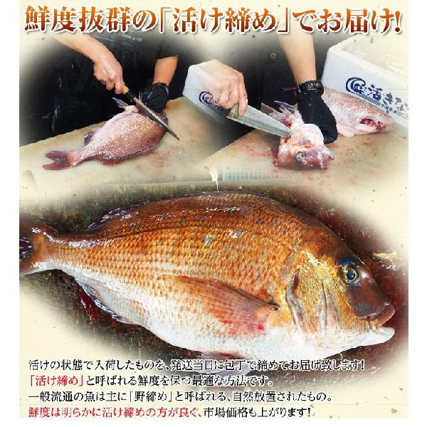 愛媛産 ブランド真鯛 鯛一郎クン 鯛飯セット オマケに活ホタテ2個 鯛半身フィレ 頭 活ホタテ2個 日高昆布約g 木の芽5枚 送料無料 冷蔵 Buyee Buyee Japanese Proxy Service Buy From Japan Bot Online