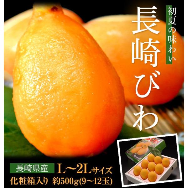 長崎びわ  L〜2Lサイズ 約500g (9〜12玉) 化粧箱  長崎県産 ※冷蔵 送料無料