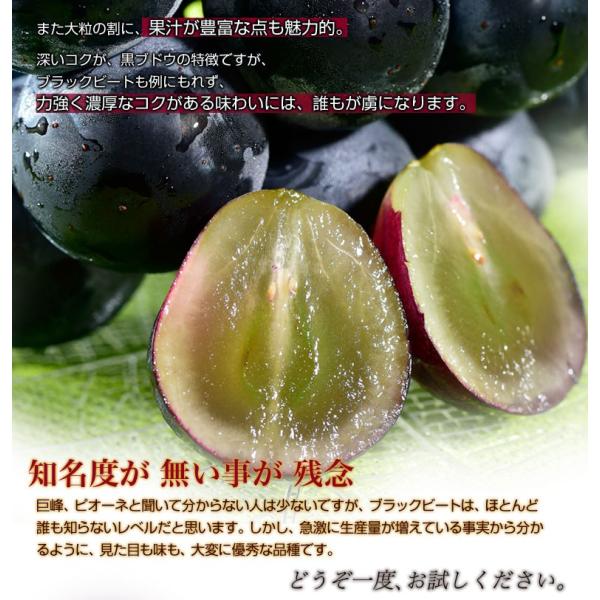送料無料 長野産 大粒ぶどう ブラックビート 約450g 2房 常温または冷蔵 Frt Buyee 日本代购平台 产品购物网站大全 Buyee一站式代购 Bot Online