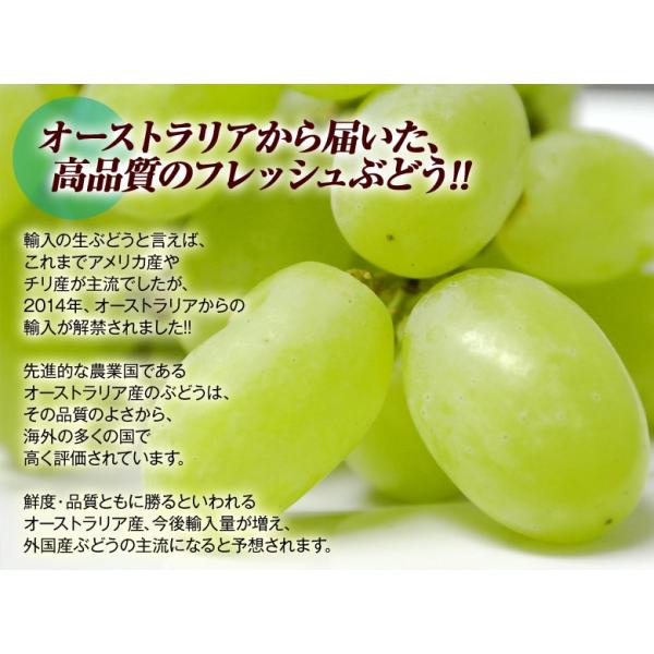 春に食べるフレッシュぶどう トンプソン シードレス 約1 2kg 目安として2 6房 オーストラリア産 冷蔵 Frt Buyee Buyee Japanese Proxy Service Buy From Japan Bot Online