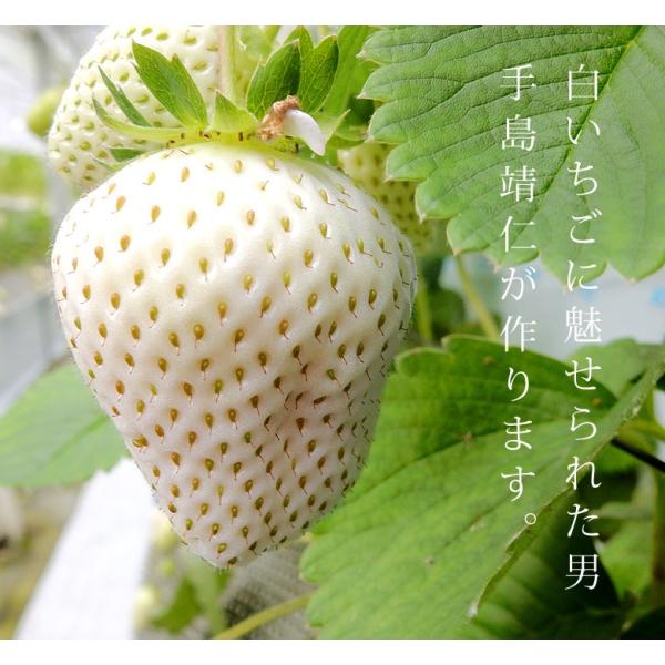 送料無料 佐賀県産 手島靖仁の白いちご 白い宝石 化粧箱入り 9 15粒 約430g 冷蔵 Frt Buyee Buyee 日本の通販商品 オークションの代理入札 代理購入