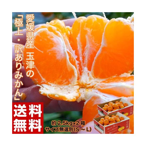 【糖度12度選別】 送料無料 愛媛県産 ちょっと傷あり玉津みかん 約2.5kg×2箱 ※サイズ無選別（大〜小まで込）
