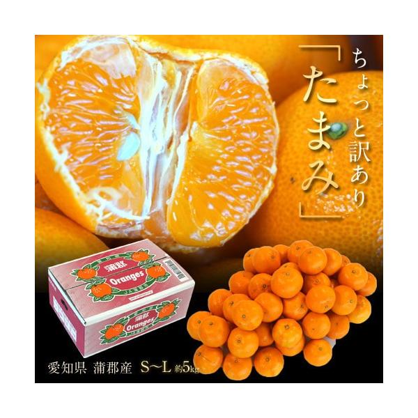 みかん ミカン 柑橘 愛知県蒲郡産 訳あり たまみ 約5kg S Lサイズ 送料無料 Buyee Buyee 提供一站式最全面最专业现地yahoo Japan拍卖代bid代拍代购服务 Bot Online