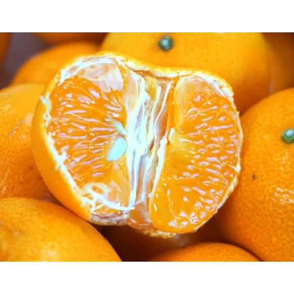 みかん ミカン 柑橘 愛知県蒲郡産 訳あり たまみ 約5kg S Lサイズ 送料無料 Buyee Buyee 提供一站式最全面最专业现地yahoo Japan拍卖代bid代拍代购服务 Bot Online