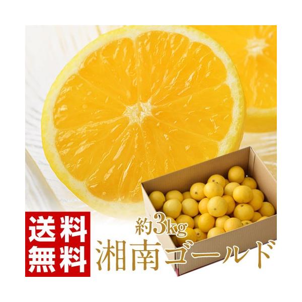 ≪送料無料≫神奈川県産「湘南ゴールド」S〜Lサイズ 約3kg frt ☆