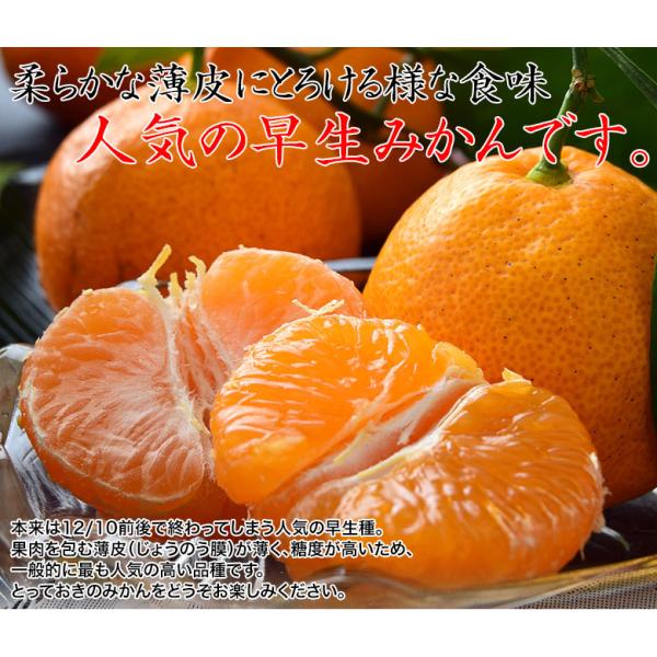 袋掛け完熟みかん 和歌山県紀の里産 柑橘 小玉s 2sサイズ 約3kg 産地箱入 常温 送料無料 Buyee Buyee 日本の通販商品 オークションの代理入札 代理購入