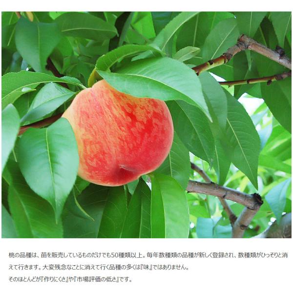 お中元御中元桃もも果物福島県産伊達の桃紅国見6 11玉約1 7kg 送料無料 Buyee Buyee 提供一站式最全面最專業現地yahoo Japan拍賣代bid代拍代購服務