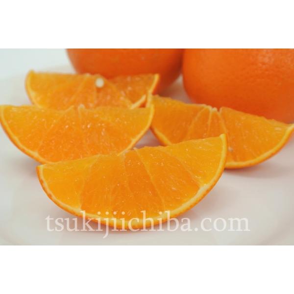 小サイズ【オーストラリア産】オレンジディスク オーストラリア産の