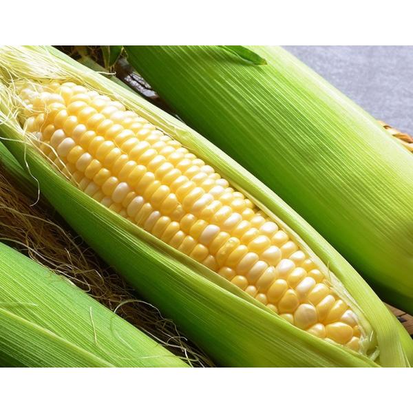 ドルチェドリーム 北海道 平田農場産 とうもろこし 10本入り（1本約350g）約3.5kg ※冷蔵 産地直送 送料無料