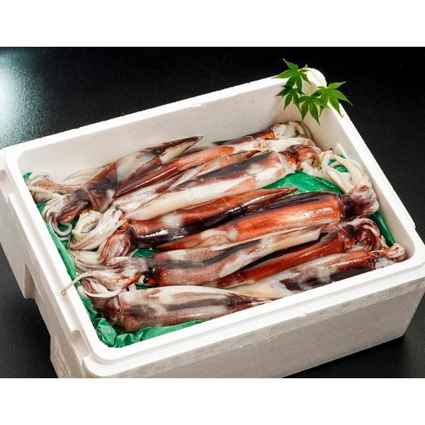 【大量消費】『夏のスルメイカ』青森・千葉・静岡他 2kg　※冷蔵【豊洲市場直送】 送料無料