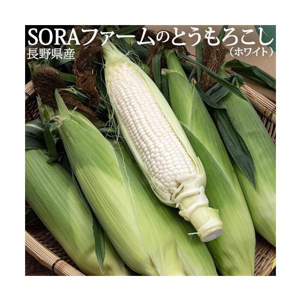 SORAファームの大房 とうもろこし （ホワイト） 長野県産 10本入 約3.8kg 産地箱 ※冷蔵 送料無料
