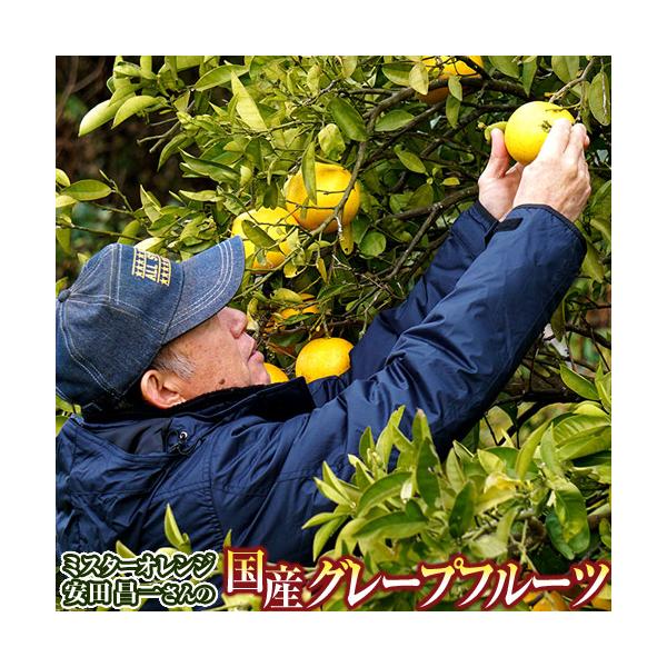 農薬不使用 安田昌一さんの完熟グレープフルーツ 外皮の傷あり品 ホワイト種 熊本県産 約5kg （目安：8〜12玉）簡易箱 ※冷蔵 送料無料