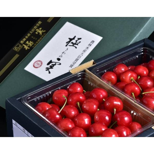 農林水産大臣賞受賞 大粒 極実さくらんぼ （品種：紅てまり） 山形県産 2〜3Lサイズ 計700g（約350g×2P）化粧箱 ※冷蔵 送料無料