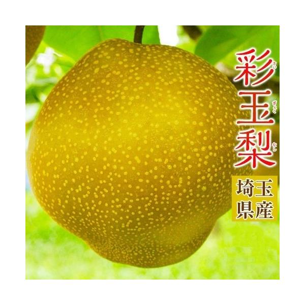 大玉 彩玉梨（さいぎょくなし） 埼玉県産 約2.3kg（3〜6玉）簡易箱 ※冷蔵 送料無料