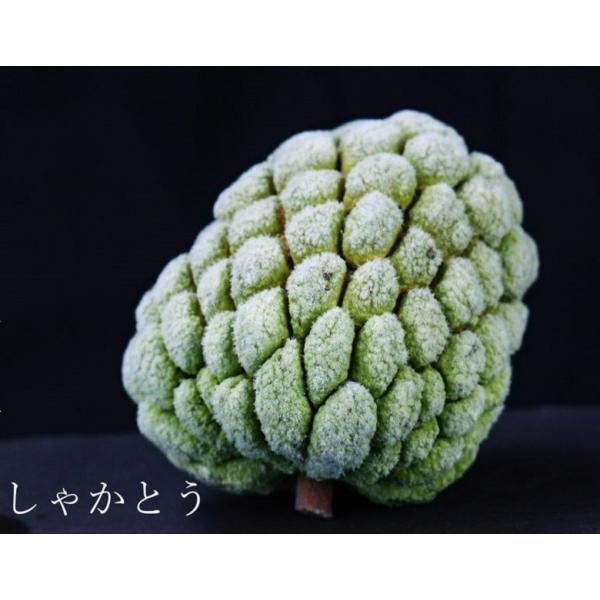 フローズン釈迦頭 しゃかとう 2個入り 約900g 台湾産バンレイシ 冷凍 Buyee Buyee Japanese Proxy Service Buy From Japan Bot Online