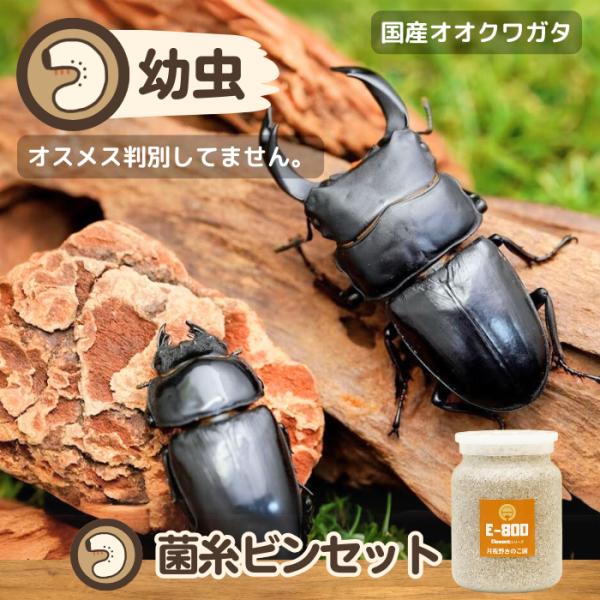 国産オオクワガタ幼虫1頭+E800菌糸ビン付き(虫) : 月夜野きのこ園