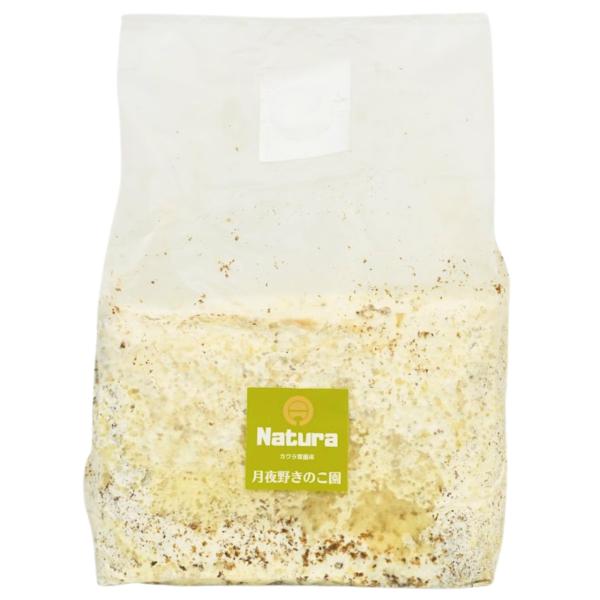 N-カワラblock(バラ)クワガタ幼虫のエサになる菌糸ブロック・菌床ブロックです。子実体の原基が表面に表れている物がございます。ご使用には問題ございませんので予めご了承くださいませ。菌糸ビンの詰め替え用としてもご使用できます。国産オオクワ...