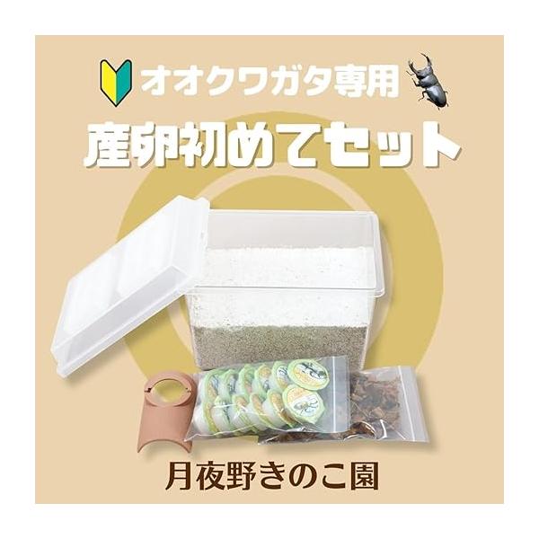 tsukiyono_srbs_1_d_20250828161956