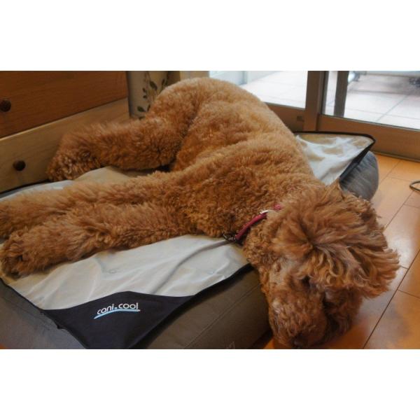 cani cool COOL Mat Mサイズ　クールマット　カニクール 楽天市場】[CANI COOL]カニクール クールマット Mサイズ