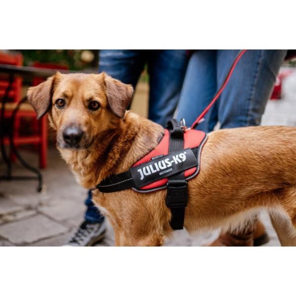 JULIUS-K9正規品取扱店】ポイント10倍 Julius-K9 【メッシュタイプ