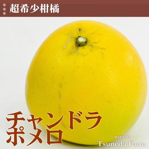 チャンドラポメロ 中玉１個 和歌山みかんの常田農園 通販 Yahoo ショッピング