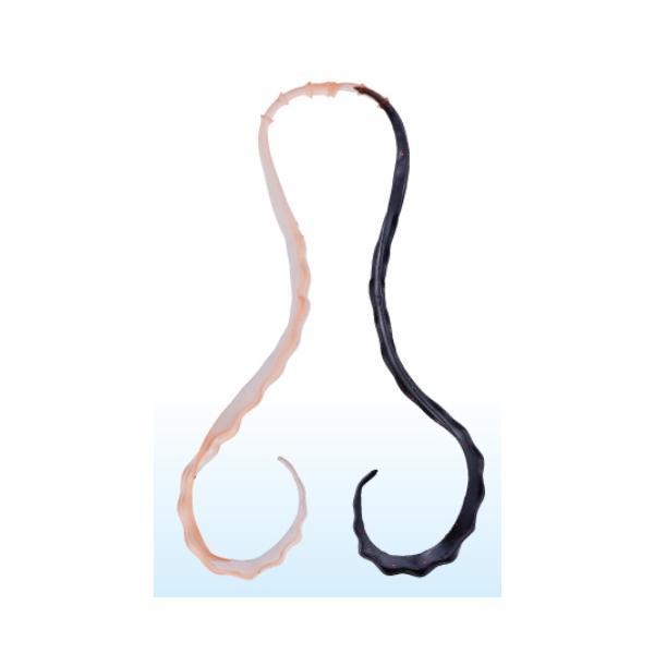 (Z[) ܂ O[  3D\tglN^C #26 PCIW/ubN / ⃉o ^Co / [։