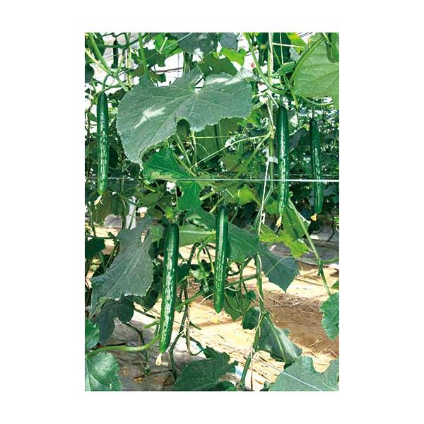 接木苗予約受付中　❗️‼️ 受注生産】キュウリ苗 接木苗 クラージュ2 9cmポット 24本 野菜