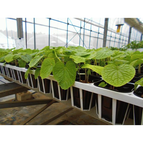 数量：9cm 24ポット出荷可能時期：9月〜2月※受注してから生産いたします。※ご注文後、出荷予定日のご連絡をさせていただきます。特徴：日本で最もポピュラーなワサビです。水のきれいなところで育つイメージの強いワサビですが、半日陰で鉢植えでも...