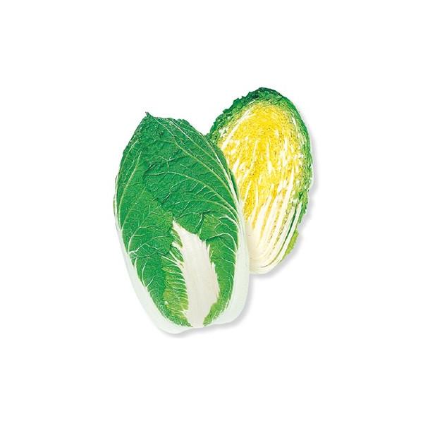 規格：128穴 （125本保証）特性：生理障害が少なく、玉の肥大にすぐれた年内どり中早生種！1. 軟腐病や尻腐病・根こぶ病などの病害に強く、適期栽培では定植後65日前後で収穫できる年内どり黄芯系中早生種。2. 草勢旺盛で玉肥大良好。縁腐れ・...