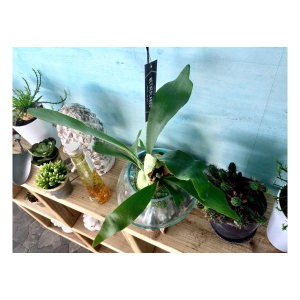 コウモリラン ハンギング苔玉 ワイヤー仕立て Sサイズ 観葉植物 プレゼント ギフト 誕生日 開店祝い 引越し祝い 麋角羊歯 Buyee Buyee 日本の通販商品 オークションの代理入札 代理購入