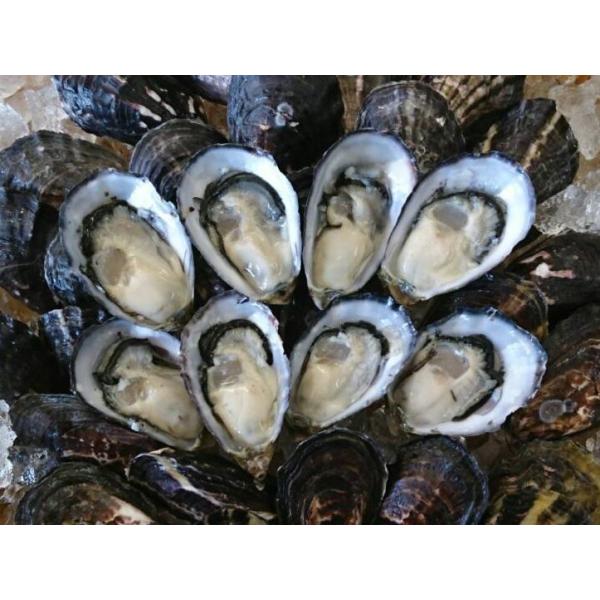 Ε _E󃌃Xg Hpkty Ђl15 Z TCY vv `[~O Mtg ICX^[ JLtC y N[~[