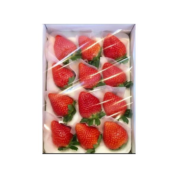 果実は大粒の円錐形で、表皮の艶がよく手にした感じもやや硬めでしっかりとしていました。切ってみると中の果肉は白く、果芯部にはすこし空洞も見られます。果実が硬く、食感、日持ち. が良いです。*9玉の場合あり