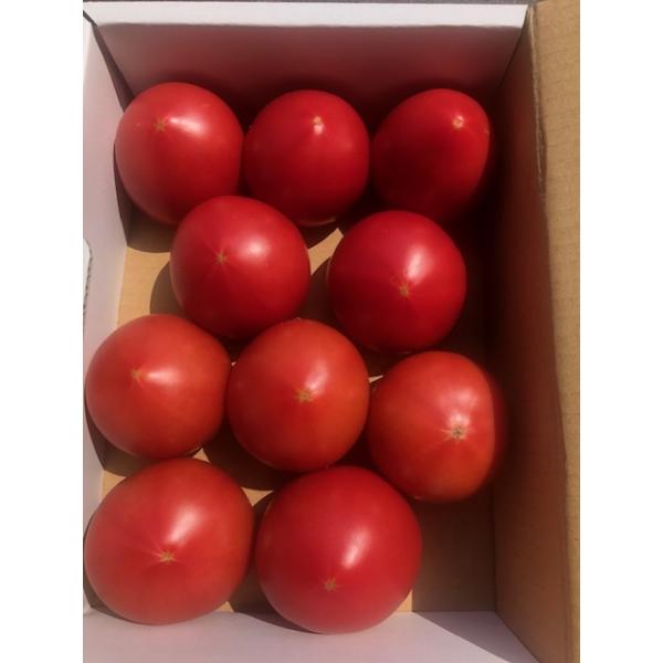 他のフルーツトマトと比べて肉厚でゼリー状の部分が少なく、甘みが強く濃厚な旨みが特徴のスイートピュア。そのままかぶりついても美味しいですが、サラダや煮込み料理にもぴったりです。特にスープやソースにすると、その濃厚なコクが料理を一層引き立てます...