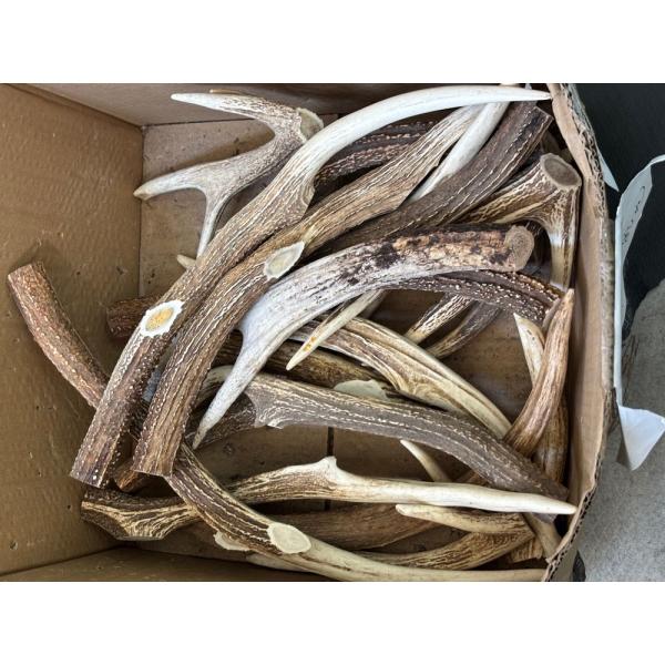 北海道の蝦夷鹿の角B品1キロ売り、折れたりカットした物です根付け 