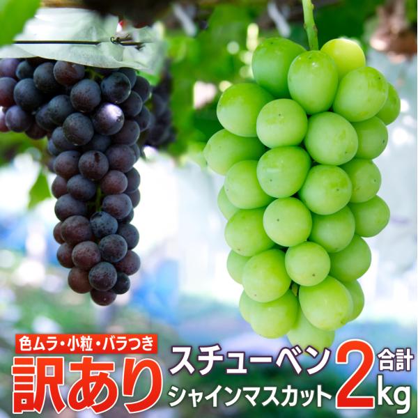 ぶどう main01_84_fa64f66f-a543-449b-