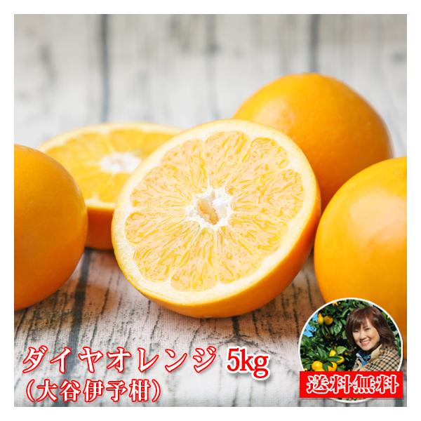 ダイヤオレンジ -大谷伊予柑- 5kg (daiya 05) (多少の枝傷・葉傷・黒点