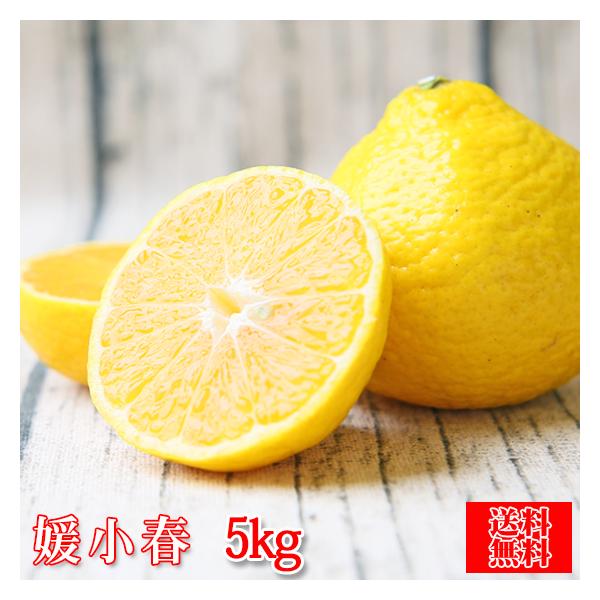 ☆最終売り尽くし価格☆)媛小春 5kg (f媛小春 05) (家庭用 ☆最終売り尽くし価格☆)媛小春 5kg (f媛小春 05) (家庭用