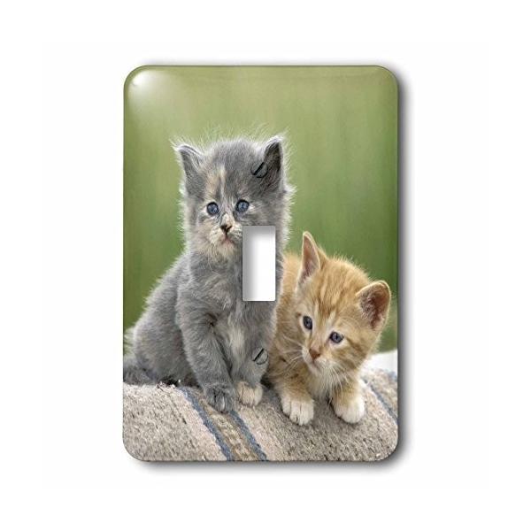 Danita Delimont Cats コロラド分割 バーンkittens Cats Us06 Bja0193 ジェインズ ギャラ Kisumupoly Ac Ke